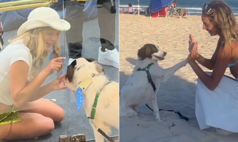 Cachorro de três patas de Samira, do ‘BBB 26’, conquista corações e ganha campanha por prótese Cachorro de três patas de Samira, do 'BBB 26', conquista corações e ganha campanha por prótese