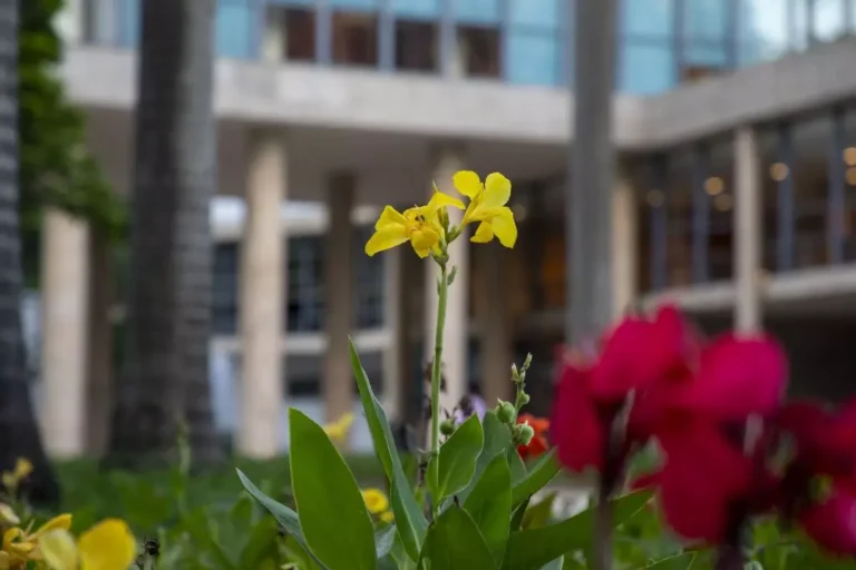 Cultura Carioca: R$ 38,9 Milhões em Novos Editais da Aldir Blanc