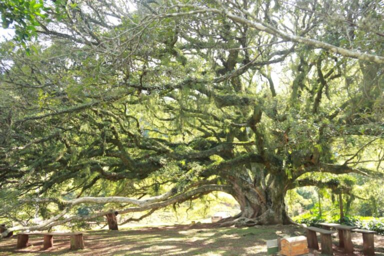 Rota do Chimarrão Atrai Mais de 117 Mil Visitantes a Venâncio Aires em 2025
