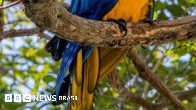 Araras-Canindé Retornam ao Rio de Janeiro Após 200 Anos