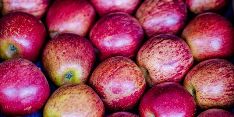 Como Montar uma Lancheira Saudável para a Volta às Aulas: Dicas Práticas