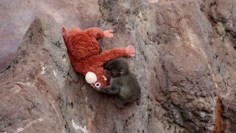 Desafio Visual: Encontre Punch, o Macaquinho Viral nas Redes Sociais Desafio Visual: Encontre Punch, o Macaquinho Viral nas Redes Sociais