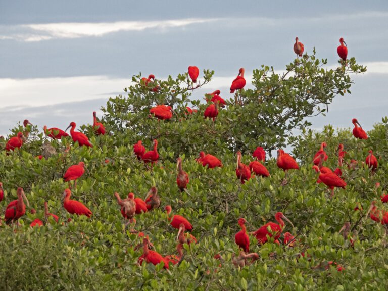 O Retorno dos Guarás: Como a Espécie Revitaliza o Turismo Ambiental no Litoral do Paraná