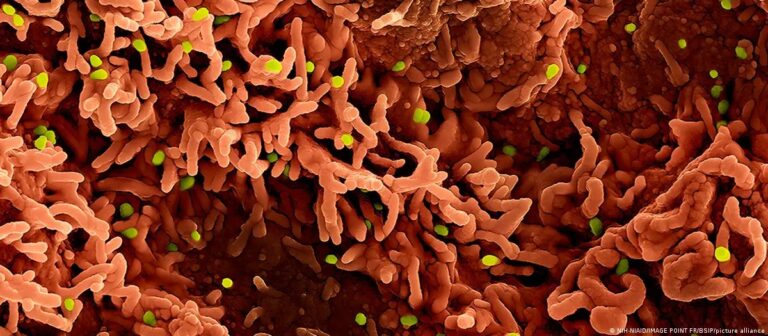 Três Vírus que Podem Gerar Novas Crises de Saúde em 2026 Três Vírus que Podem Gerar Novas Crises de Saúde em 2026
