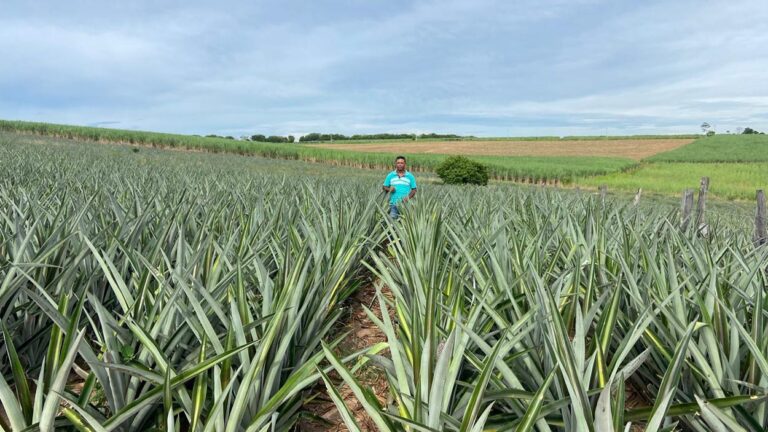 Abacaxi do Rio de Janeiro: Fomento à Fruticultura e Apoio à Agricultura Familiar