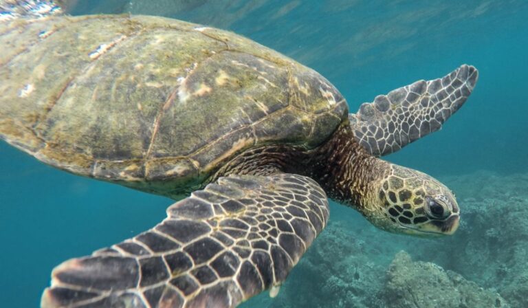 Descoberta da Maior Tartaruga do Mundo Surpreende em Arraial do Cabo