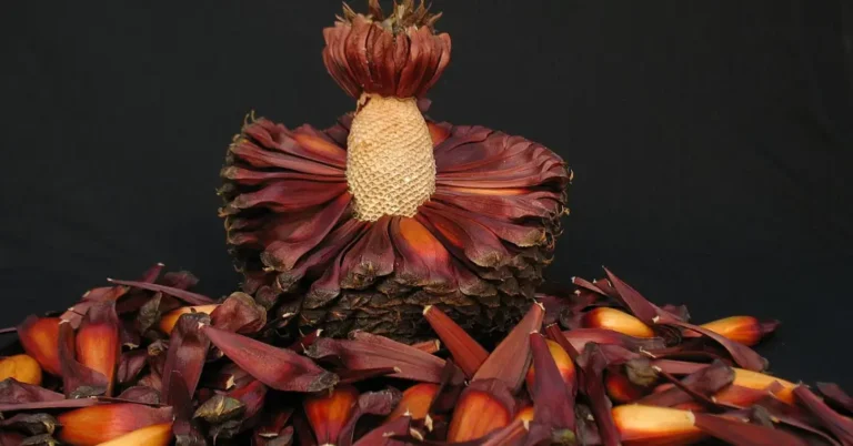 Descubra as Atrações da Temporada de Pinhão pelo Brasil