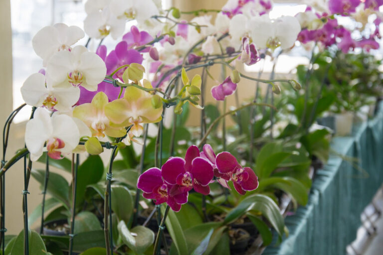 Exposição de Orquídeas: Celebração Floral em Catanduva neste Final de Semana