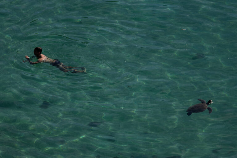 Censo Marinho em Arraial do Cabo: Monitorando a Saúde do Oceano e a Origem das Tartarugas