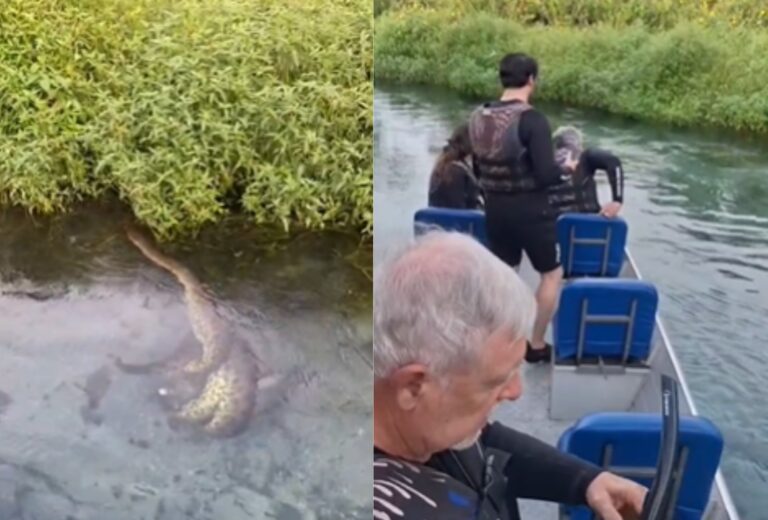 Incrível Flagrante: Sucuri Preda Porco-do-Mato em Bonito (MS)