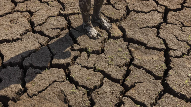 El Niño começa e deve atingir nível moderado ou forte, alerta agência dos EUA El Niño começa e deve atingir nível moderado ou forte, alerta agência dos EUA