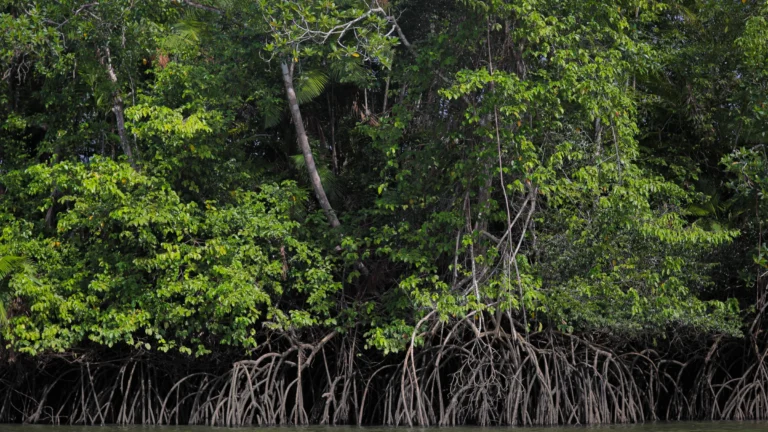 Carbono Azul: 7 Benefícios que Revelam a Conexão Vital entre Clima e Oceano Carbono Azul: 7 Benefícios que Revelam a Conexão Vital entre Clima e Oceano