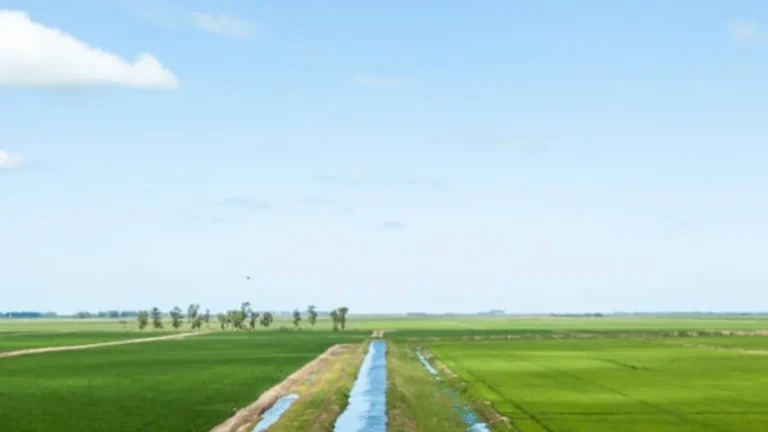 Arroz impulsiona a economia do Litoral Norte e Região Metropolitana de Porto Alegre Arroz impulsiona a economia do Litoral Norte e Região Metropolitana de Porto Alegre